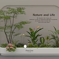 Indoor Landscape With Various Green Plants Flowers Small Light And Nature Life Theme