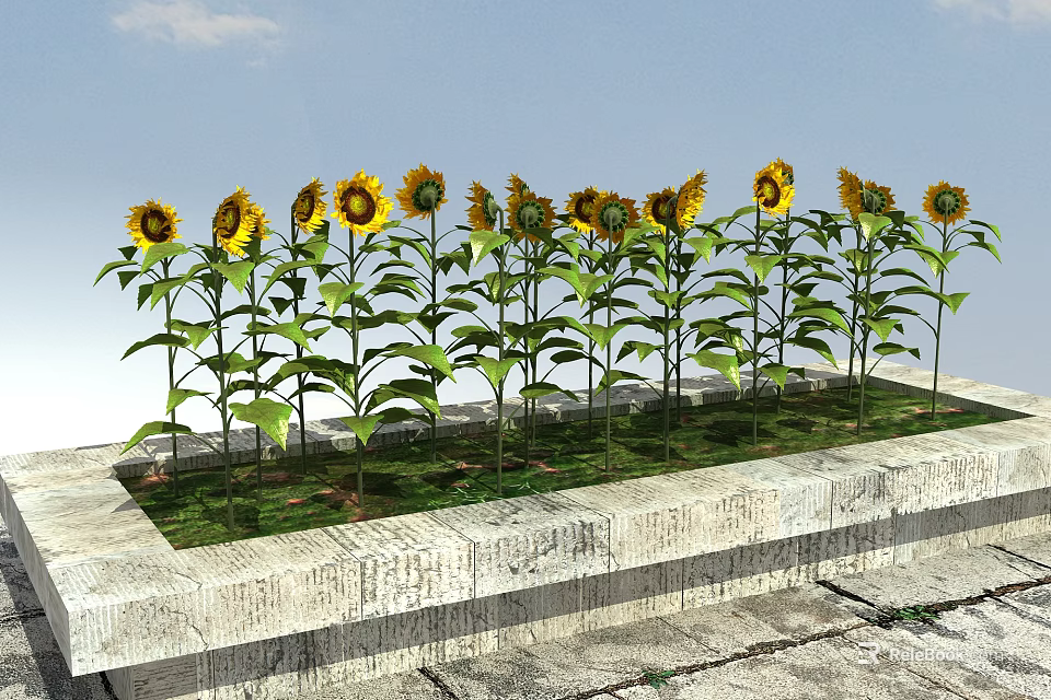 Vibrant Sunflowers in Stone Planter with Green Leaves and Blue Sky 3d model 