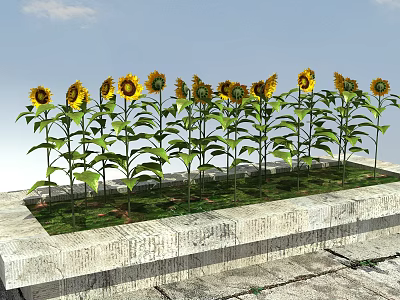 Vibrant Sunflowers in Stone Planter with Green Leaves and Blue Sky 3d model