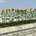 Vibrant Sunflowers in Stone Planter with Green Leaves and Blue Sky