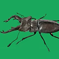 Large Stag Beetle With Prominent Mandibles On Green Screen Background Displaying Intricate Exoskeleton Details