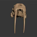 Medical Device Anatomical Skull Model with Detailed Bone Structure for Educational Training Use