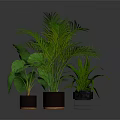 Green Plants with Different Leaf Shapes in Multiple Brown and Transparent Pots Against Dark Background