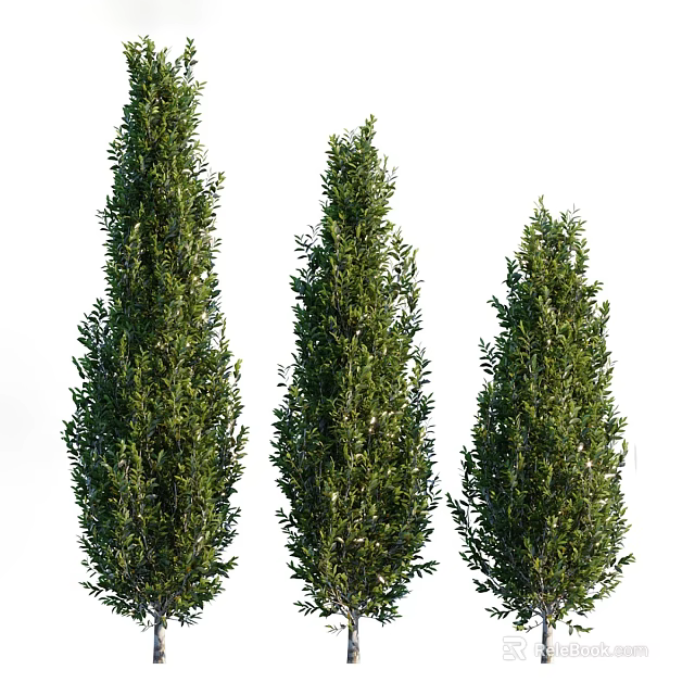 Three Tall Evergreen Trees With Lush Dense Foliage And Green Canopy 3d model 