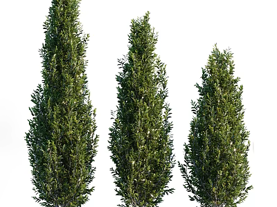 Three Tall Evergreen Trees With Lush Dense Foliage And Green Canopy 3d model