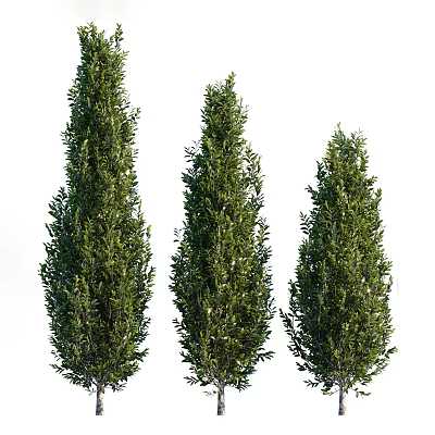 Three Tall Evergreen Trees With Lush Dense Foliage And Green Canopy 3d model Three Tall Evergreen Trees With Lush Dense Foliage And Green Canopy 3d model