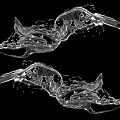 Transparent Water Splash On Black Background With Dynamic Flowing Shapes 3d model