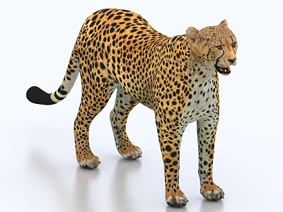 Cheetah With Spotted Fur Standing In Alert Posture On White Background 3d model