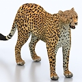 leopard leopard animal 3d model