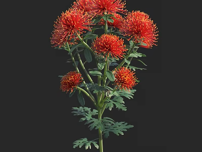Vibrant Red Flowering Shrub With Fluffy Round Blooms And Green Leaves 3d model