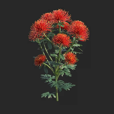 Vibrant Red Flowering Shrub With Fluffy Round Blooms And Green Leaves 3d model