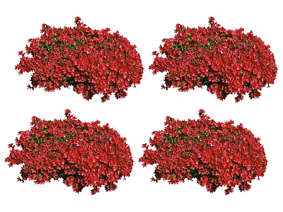 Lush Red Flower Bushes In Four Clusters With Dense Vibrant Blooms 3d model