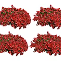 Lush Red Flower Bushes In Four Clusters With Dense Vibrant Blooms