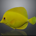 Vibrant Yellow Fish With Round Body Green Tail Red Eyes And Reflection On Gray Background