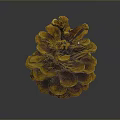 Natural Brown Pine Cone With Detailed Texture For Home Decor Accessory 3d model