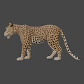 Detailed Realistic 3D Leopard Model With Spotted Fur And Lifelike Stance
