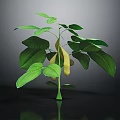 Fresh Green Plant With Vibrant Leaves And Yellow Pods On Dark Background