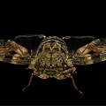 Detailed Cicada With Patterned Wings And Intricate Body Structure On Black Background 3d model