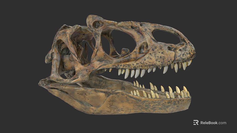 Ancient Reptile Dinosaur Skull Fossil With Sharp Teeth And Detailed Structure 3d model 