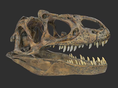 Ancient Reptile Dinosaur Skull Fossil With Sharp Teeth And Detailed Structure 3d model