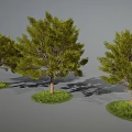 Three Green Trees with Lush Leaves and Brown Trunks on Grass Patches Against Gray Background
