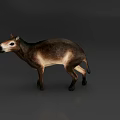 Realistic 3D Model of Brown Furred Quadruped Wild Animal With Muscular Body And Short Tail