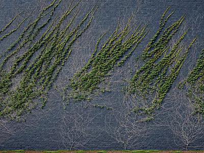 Green Vines Climbing Dark Blue Brick Wall with Trailing Branches and Leafless Trees 3d model