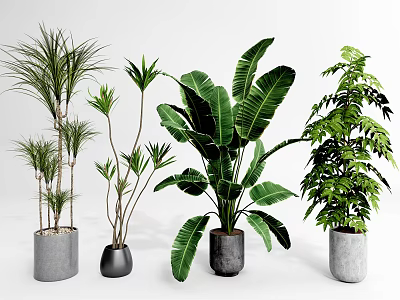 Indoor Bonsai Potted Plants With Various Green Leaves And Decorative Pots 3d model