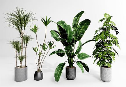 Modern potted combination plant bonsai 3d model