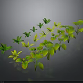 Indoor Decorative Plants With Green And Yellow Leaves In Various Shapes Arranged On Dark Background