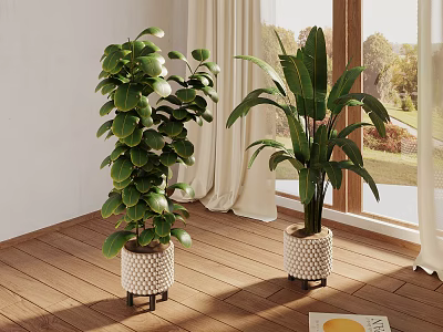 Large Leaf Indoor Plants In Decorative Pots Near Window With Curtains On Wooden Floor 3d model