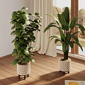 Large Leaf Indoor Plants In Decorative Pots Near Window With Curtains On Wooden Floor