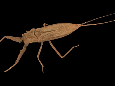 Aquatic Animal With Elongated Brown Body Long Legs And Tail Appendage 3d model