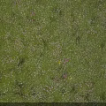 Purple Wildflowers and Green Grass with Slender Stems Under Light Blue Sky