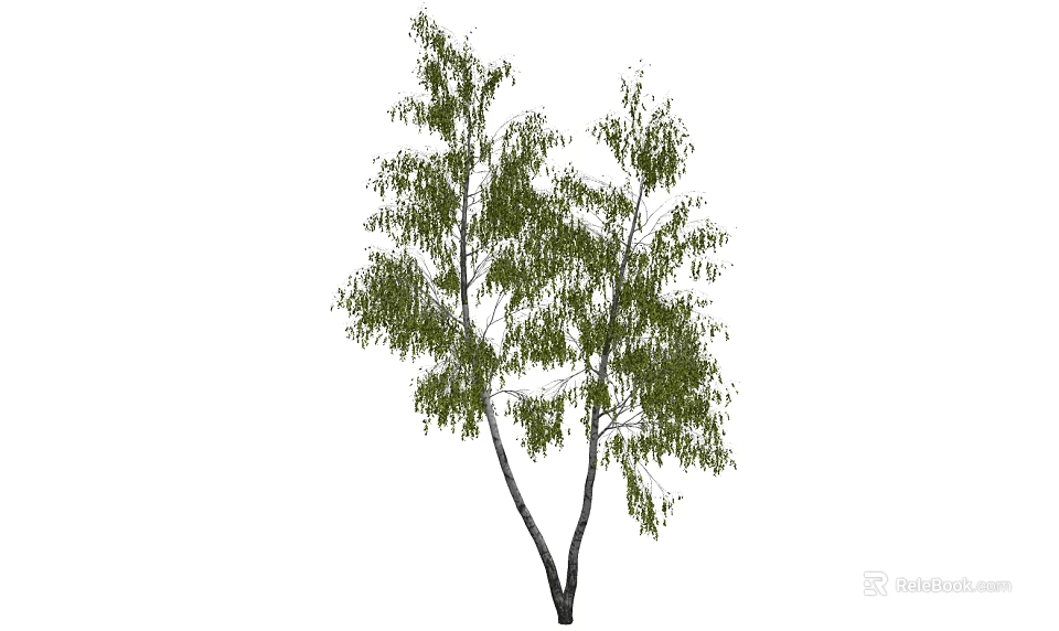 Lush Green Leafy Arbor With Slender Forked Trunks And Natural Growth Form 3d model 