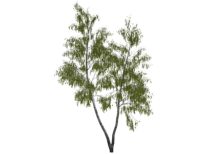 Lush Green Leafy Arbor With Slender Forked Trunks And Natural Growth Form 3d model