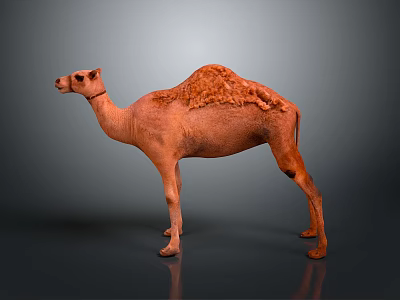 Camel With Reddish Brown Fur Standing Isolated on Gray Background in Realistic 3D Render 3d model