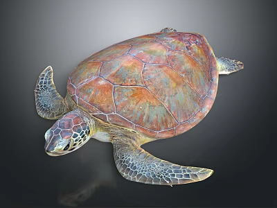 Colorful Sea Turtle With Vibrant Carapace And Detailed Flipper Texture 3d model
