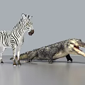 Aquatic Animal Crocodile With Open Mouth Standing Beside Zebra On Gray Background