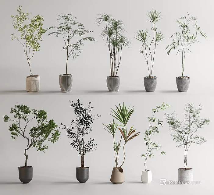 Variety of Bonsai Plants with Different Leafy Types in Ceramic and Concrete Pots 3d model 