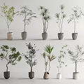 Variety of Bonsai Plants with Different Leafy Types in Ceramic and Concrete Pots