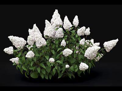 White Lilac Flowers with Lush Green Leaves in a Dense Vibrant Bush 3d model