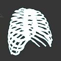 Human Thoracic Organ 3D Model Showing Rib Cage Sternum And Cartilage Structure