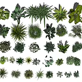 Diverse Collection of Green Plants with Various Leaf Shapes and Foliage Types