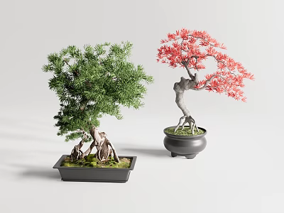 Green and Red Bonsai Trees with Lush Foliage in Black Ceramic Pots for Indoor Decor 3d model