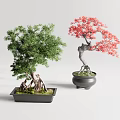 Green and Red Bonsai Trees with Lush Foliage in Black Ceramic Pots for Indoor Decor