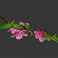 Decorative Pink Flower Branch With Green Leaves And Reflection For Home Decor