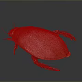 Detailed Brown Beetle with Oval Shaped Body and Red Legs on Gray Background