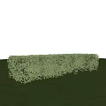 Lush Green Hedge in Garden Landscape with Fresh Green Grass