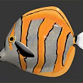 Colorful Butterflyfish with Orange Gray Body and Black Stripes on Dark Background with Reflection